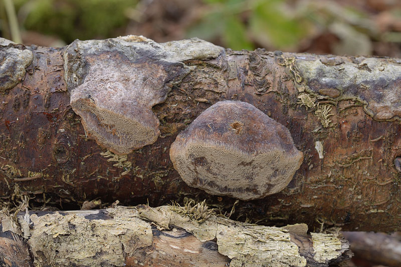 Phellinus pomaceus